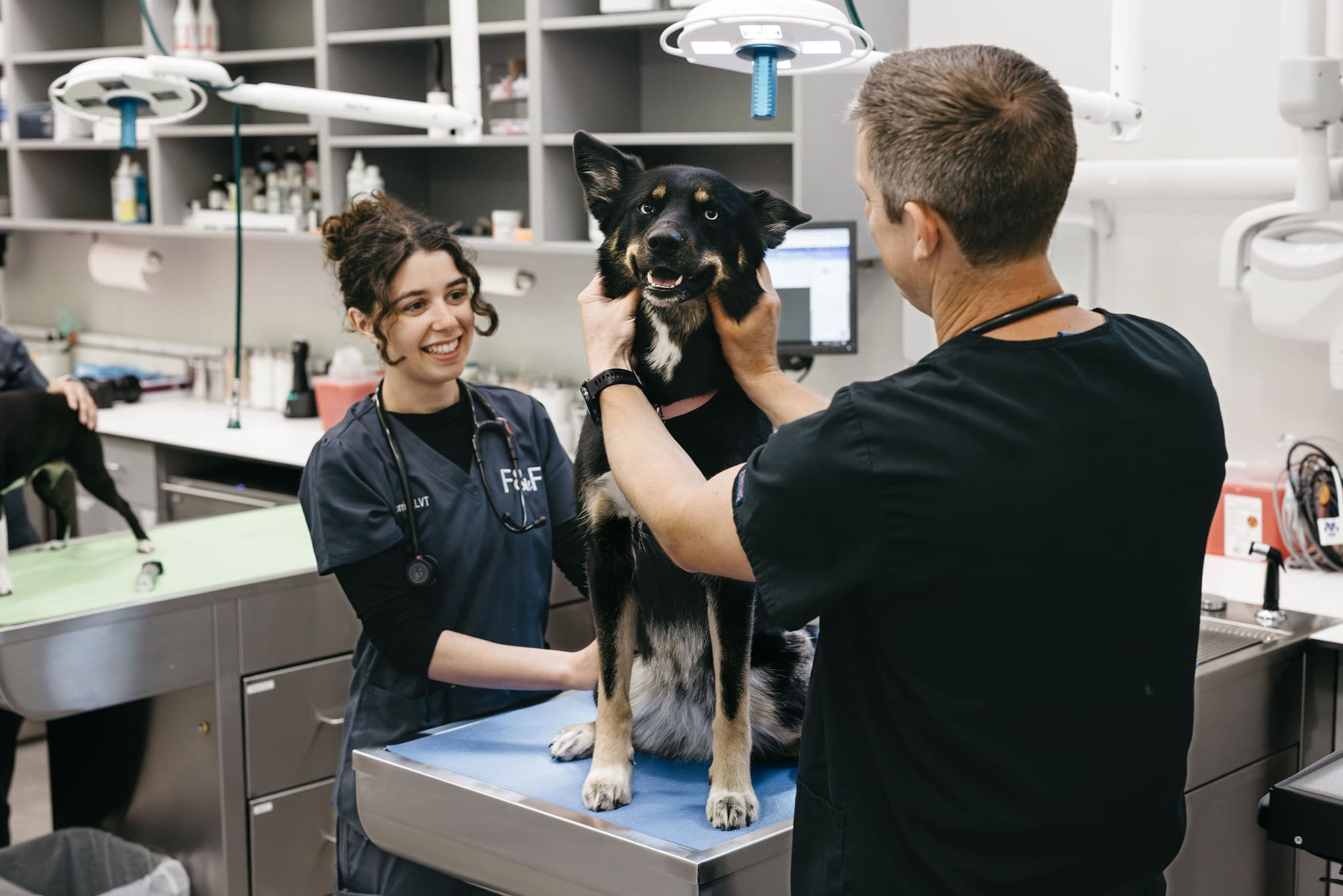 A dog seems happy being cared for by our care team